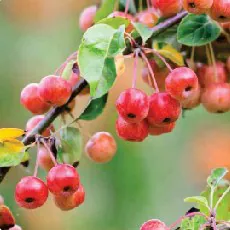 Crab Apple