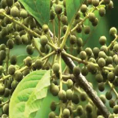 Embelia ribes