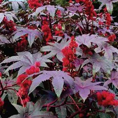 Ricinus communis