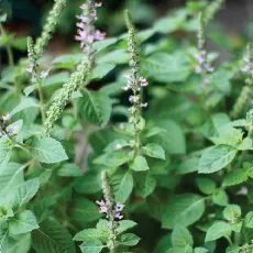 The Sacred Basil