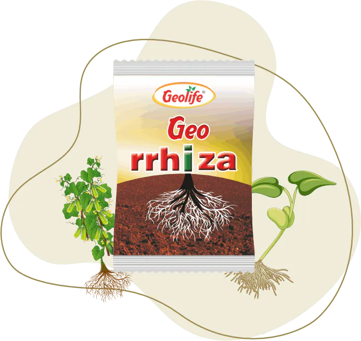 Georrhiza