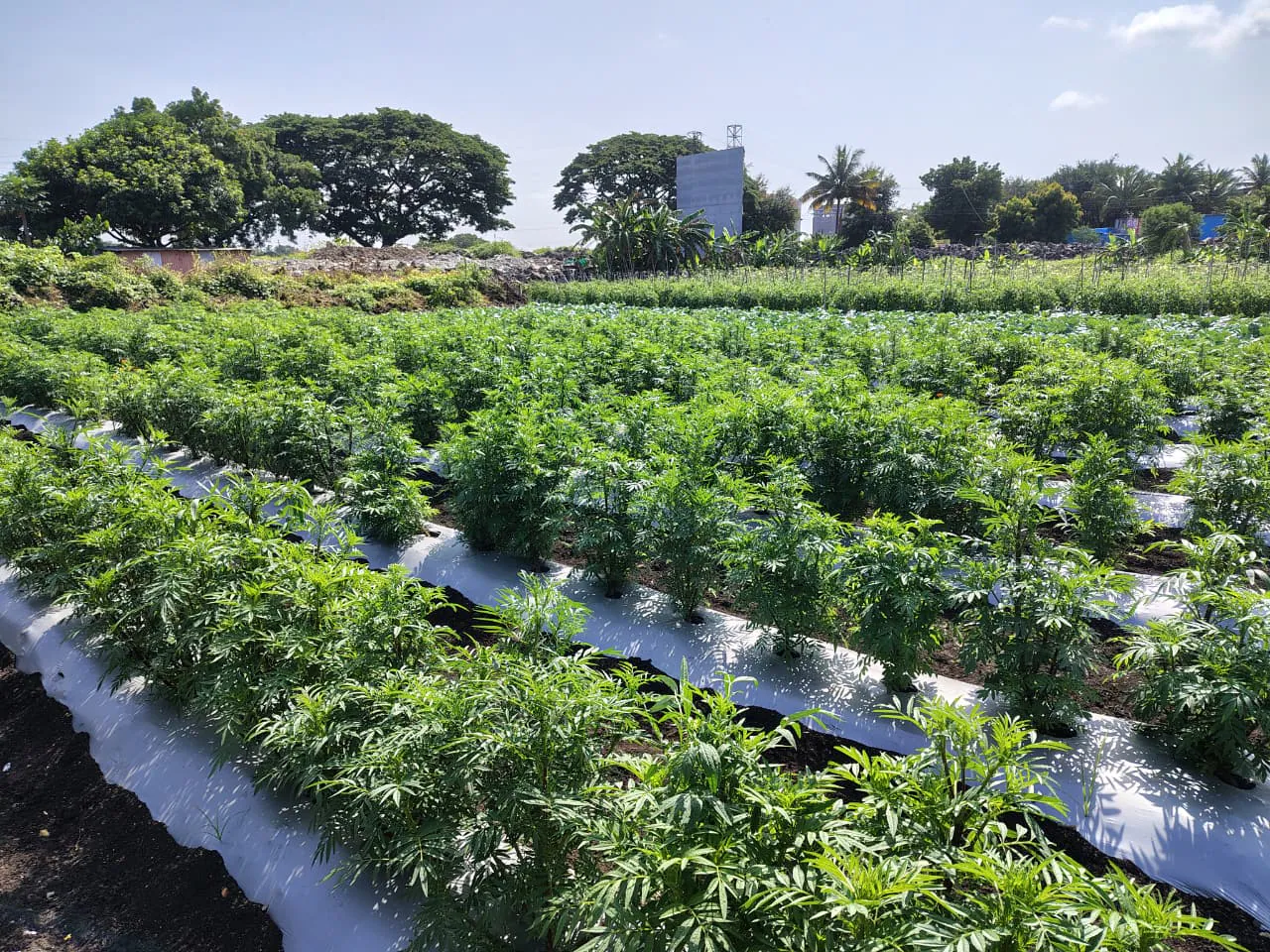 Field trials at the Geolife Research Farm, photo 1
