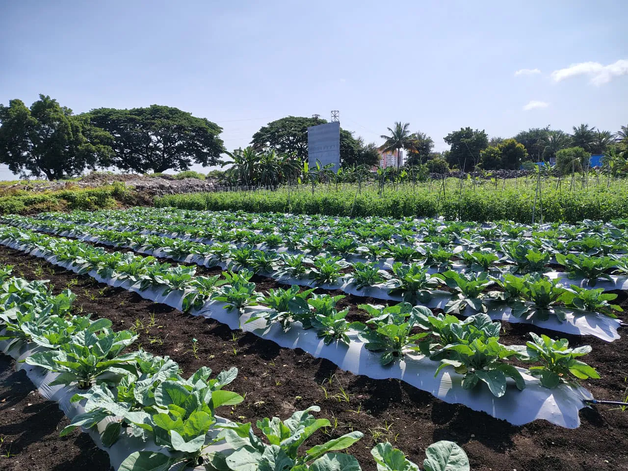 Field trials at the Geolife Research Farm, photo 2