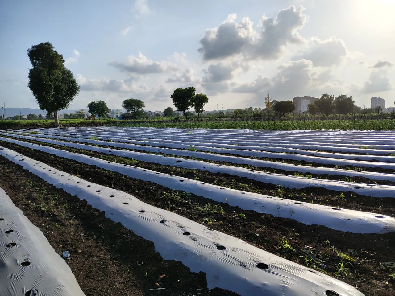 Field trials at the Geolife Research Farm, photo 4