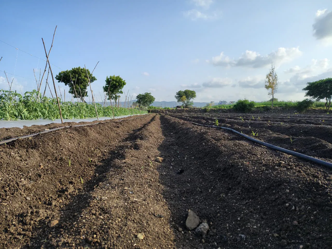 Field trials at the Geolife Research Farm, photo 5