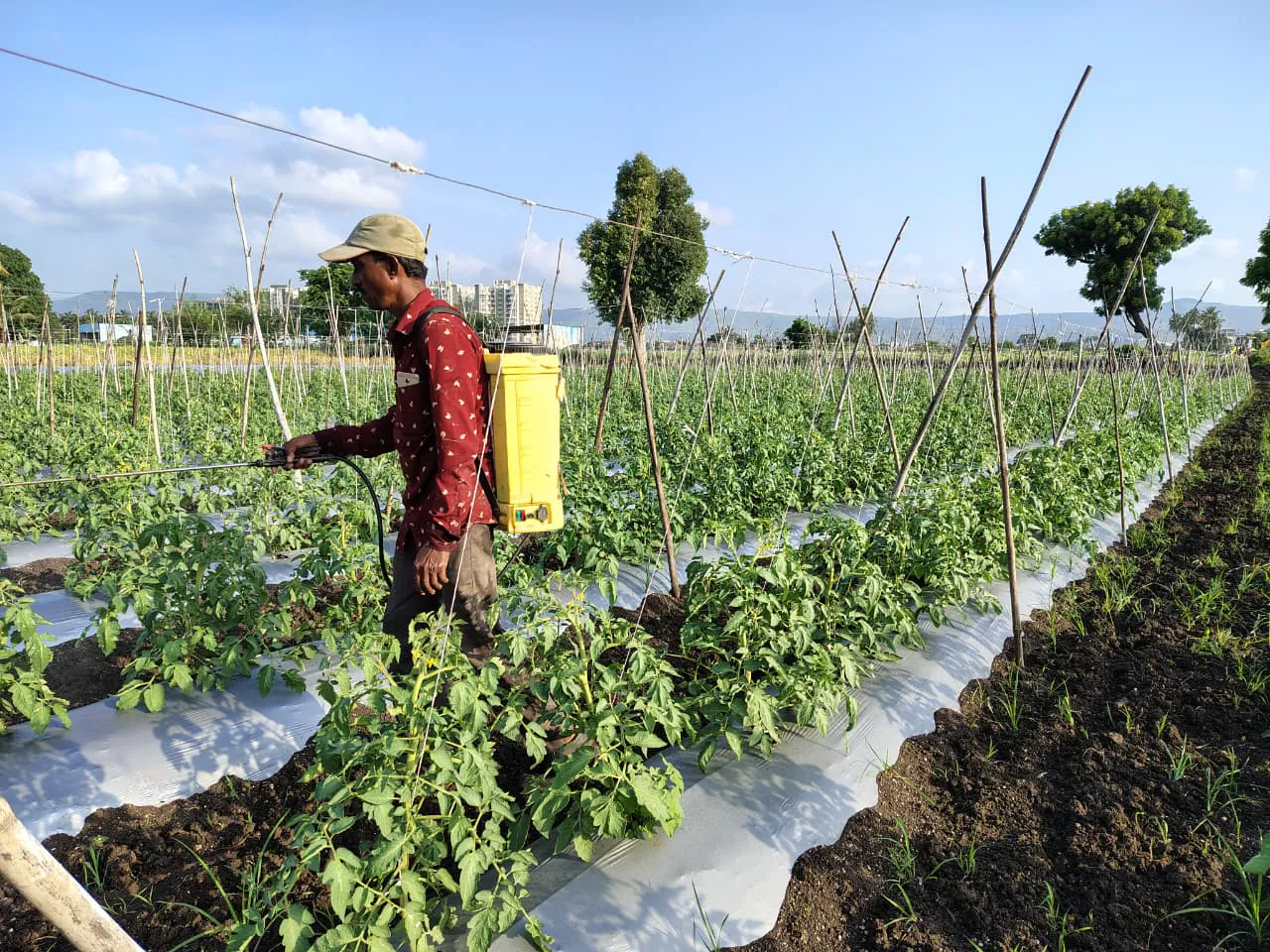 Field trials at the Geolife Research Farm, photo 6