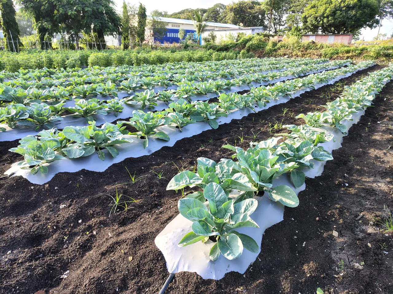 Field trials at the Geolife Research Farm, photo 7