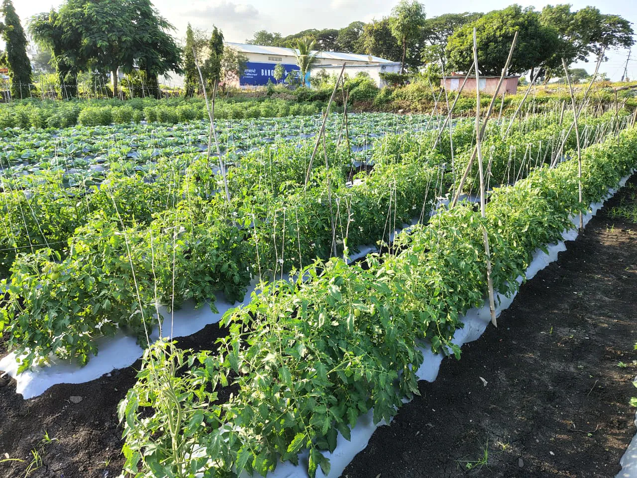 Field trials at the Geolife Research Farm, photo 8