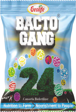 Bactogang-24 pack