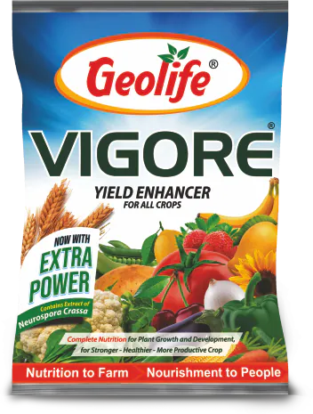 Vigore pack