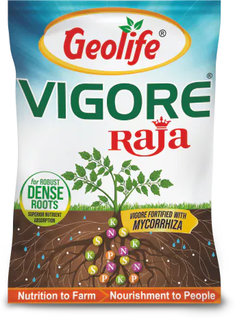Vigore Raja pack