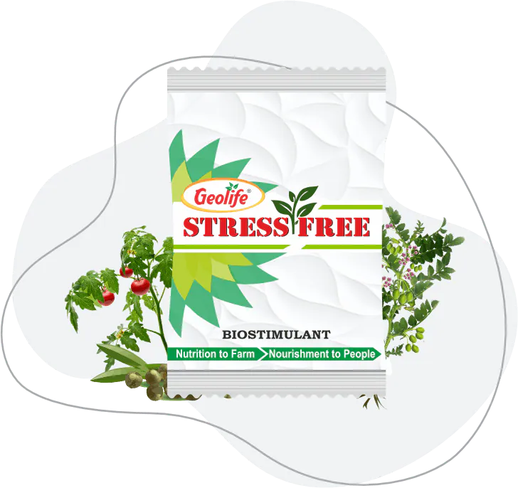 Stress Free