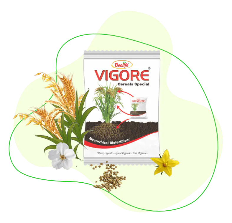 Vigore - Cereal Special