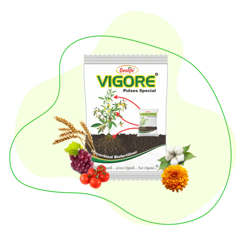 Vigore - Pulses Special