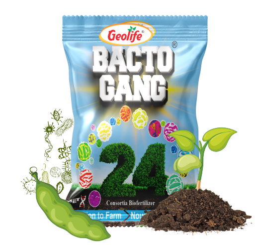 Bactogang 24