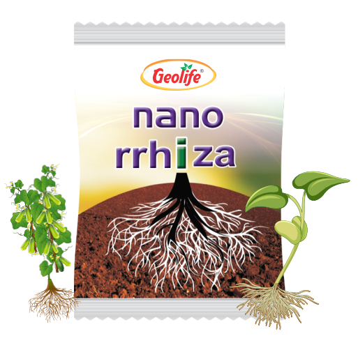 Nanorrhiza
