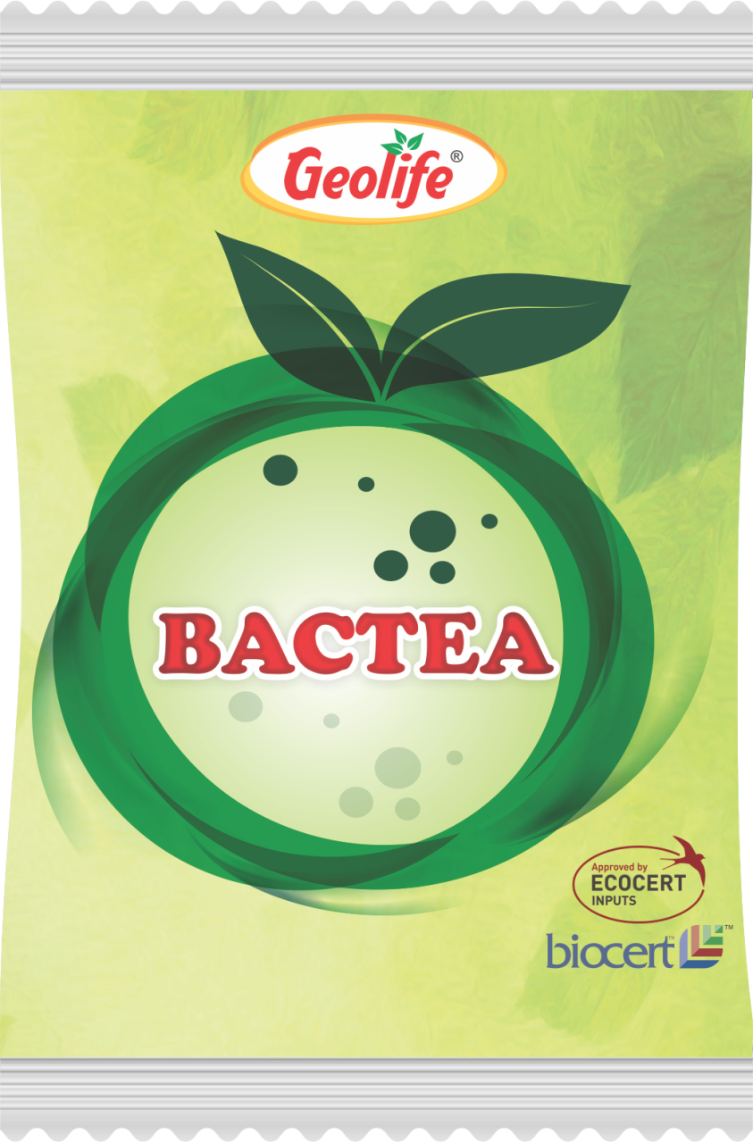 Bactea