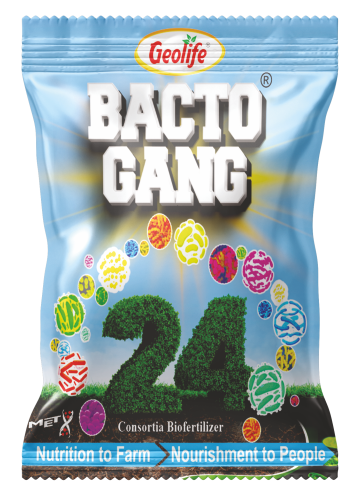 Bactogang 24
