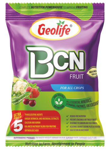 BCN Fruit