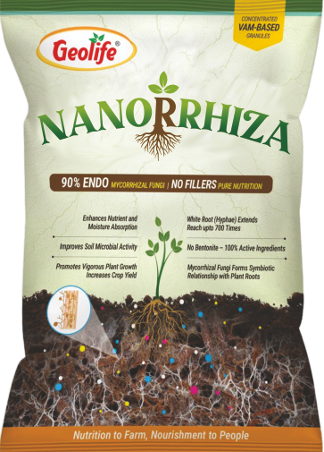 Nanorrhiza