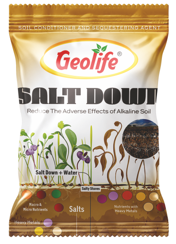 Salt Down