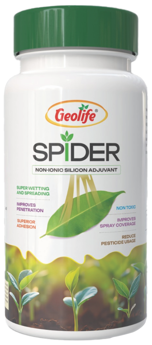 Spider