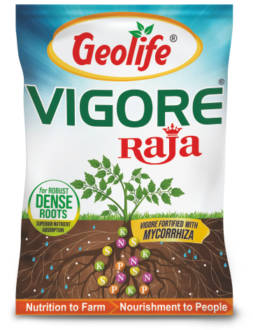 Vigore Raja