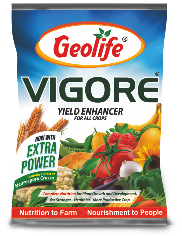 Vigore